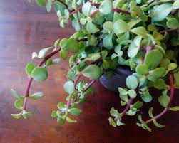 Xerosicyos danguyi 6 pot rare silver dollar vine succulent plant the silver dollar vine is a really unusual succulent type plant/vine. Portulacaria Care Growing Elephant Bush Succulents In The Home