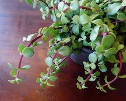 So, titania over at yesterday today and tomorrow in my garden had suggested i look out for an 'elephant ear' kalanchoe. Portulacaria Care Growing Elephant Bush Succulents In The Home