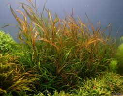 Image result for Potamogeton