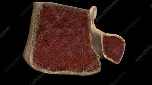 No need to register, buy now! Bone Marrow Vertebral Body Cross Section Stock Image C022 1522 Science Photo Library