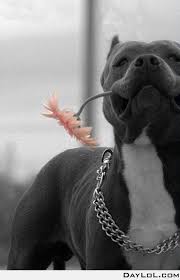 Pin On Dogs