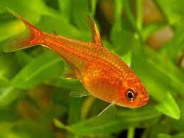 Aquariaporn Small Fish Tanks Aquarium Fish Fresh Water Fish Tank