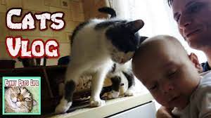 cats vlog koshka bodaetsya koty i ptichka kot zhdet hozyaina koshki kot ptichka