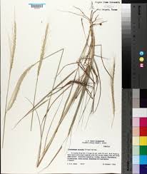 Image result for Trachypogon spicatus