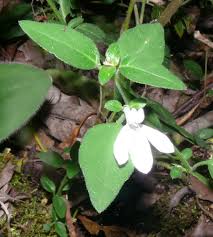 Image result for Justicia capensis