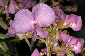 Image result for Podalyria