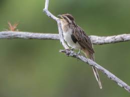 Click on an image to view larger version & data in a new window. Tapera Naevia Striped Cuckoo Discover Life Mobile