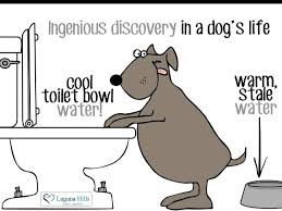 See 42 listings's hours, phone numbers, directions and more for best. Laguna Hills Animal Hospital If You Don T Find This Appealing Try Getting Your Dog A Recirculating Water Fountain To Your Pet It Is Almost A Good As The Toilet Facebook