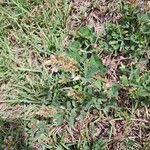 Image result for Grona barbata