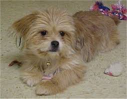 White Black And Brown Yorkie Yorkinese Yorkineses Yorkie Peke Hybrid Pekingese Mix Brown Dog Names Pekingese