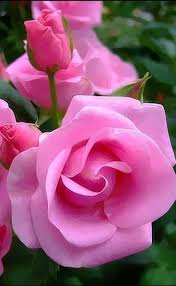 Google Beautiful Pink Roses Beautiful Flowers Love Flowers