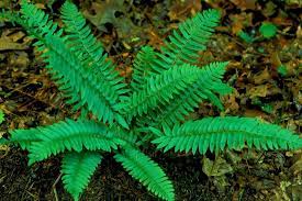 Know the distinguishing characteristics of plants. Elimu Plants
