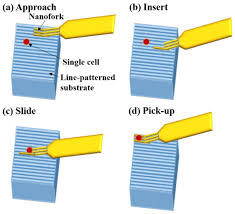 cells free full text a review of single cell adhesion force kinetics and applications html