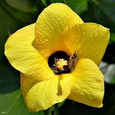 Image result for Hibiscus tiliaceus