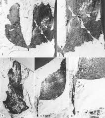 Image result for Aphanocalyx richardsiae