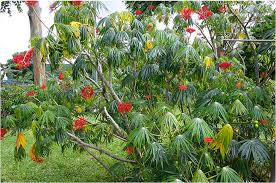 Image result for Jatropha erythropoda