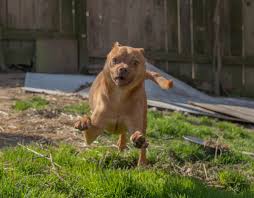 Hours may change under current circumstances Ruff Love Rescue