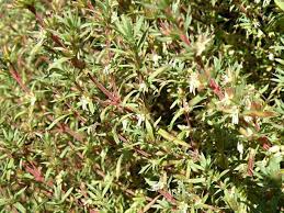 Image result for Anthospermum