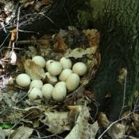 Another example with big 6 turkey hens showed that they laid heavier eggs during peak and late egg production (98.2 and 102.1 g, respectively) compared to the beginning of lay (87.6 g, adamski, 2008). Three Cool Facts About Turkeys Forest Society