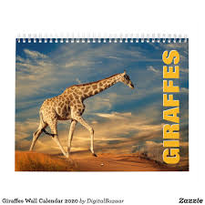 Giraffes Wall Calendar 2021 Zazzle Com Wall Calendar Giraffe Giraffe Photography