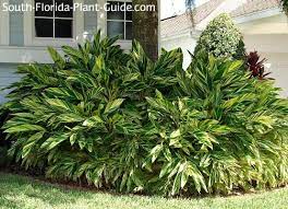 Alpinia zerumbet, a tropical perennial plant native to eastern asia and part of the ginger family, has a long history of use as a medicinal plant in asia and south alpinia zerumbet and healing properties. Variegated Ginger