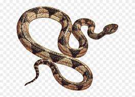 There are about 2,900 species of snakes. Snake Png Free Download Snake Clip Art Transparent Png 634x529 3582200 Pngfind