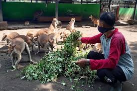 Apakah pemilik wifi bisa mengetahui apa yang kita buka? Buka Donasi Hingga Jual Tiket Ini Upaya Tstj Selamatkan Satwa Saat Pandemi Halaman All Kompas Com