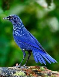 A Bird That Is Blue Doesn T Mean It S A Bluebird I Haven T Got A Clue What Bird It Is Colorful Birds Beautiful Birds Pretty Birds