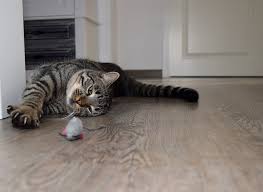Maybe you would like to learn more about one of these? 5 Tips To Tame A Semi Feral Cat Tips By Critterzone Pet Odor Control
