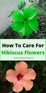 Pin On Best Of Flowers And Flowerthings