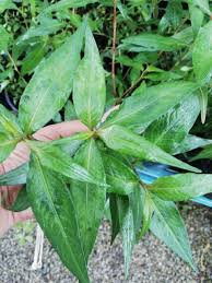 Banyak khasiat daun kesum atau cenohom. Pokok Daun Kesum Vietnamese Coriander Shopee Malaysia