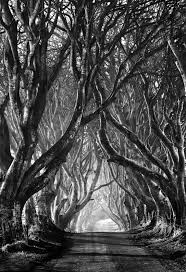 Beautiful Black And White Tree Pictures 25 Beautiful Black White Photos With Images White Art Black And White Photography Nature Photography
