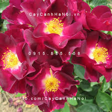 Kết quả hình ảnh cho hình ảnh hoa hồng