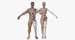 We did not find results for: Male And Female Full Body Anatomy 3d Cgtrader
