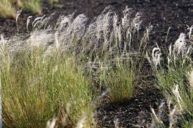 Image result for Stipagrostis uniplumis