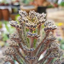 Mother Of Millions Kalanchoe Windowsill Garden Plants Succulents