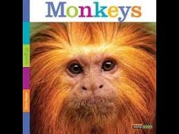 Monkeys (Teacher models focus