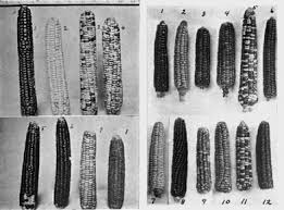 Serve the squaw corn hot with pasta. Varieties Of Corn Grown Historically By The Pawnee And Mandan Peoples Download Scientific Diagram