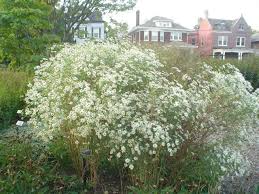Taxobox name = false aster. 12 Pflanzen Vielleicht Ideen Pflanzen Garten Kirschlorbeer Pflanzen