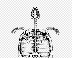 Image of الهيكل العظمي للفقاريات