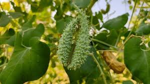 Image result for Pergularia daemia