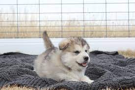 Malamute Puppy Malamute Puppies Alaskan Malamute Puppies Alaskan Malamute