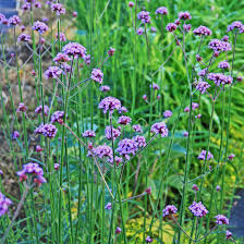 Image result for foto verbena