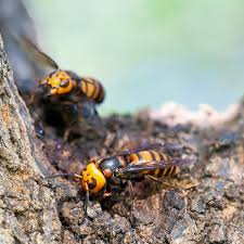 Charlotte hornets, charlotte, north carolina. Murder Hornets The Bee Killing Hornet Goldbio