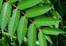 Image result for Ailanthus