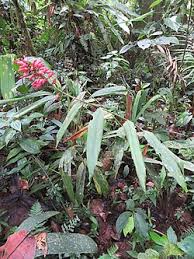 Image result for Renealmia