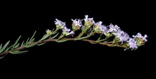 Image result for Selago dinteri