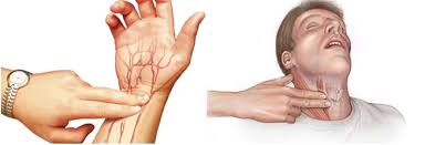 Resultado de imagen para frecuencia cardiaca