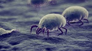 Image result for Dust mite