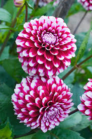 We did not find results for: Dahlia Flowers In The Dahlia Garden In Iphone 12 Case For Sale By Lonely Planet